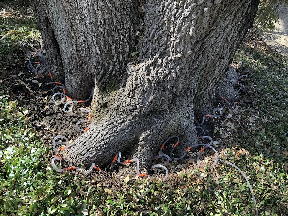 Detailed Tree Cabling and Bracing job site in Westerville