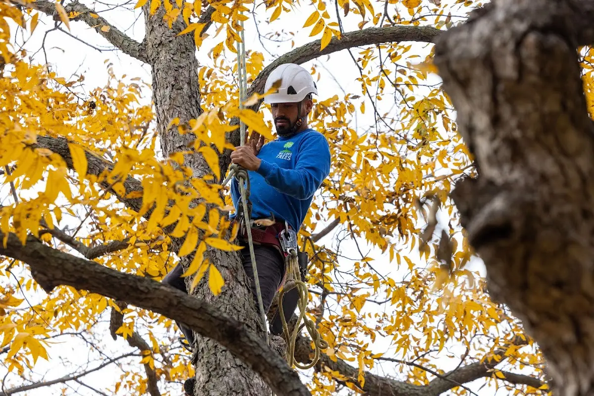 Skilled Storm Damage Cleanup crew working in Westerville